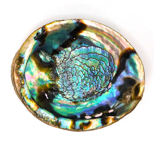 Concha de Abulon Natural