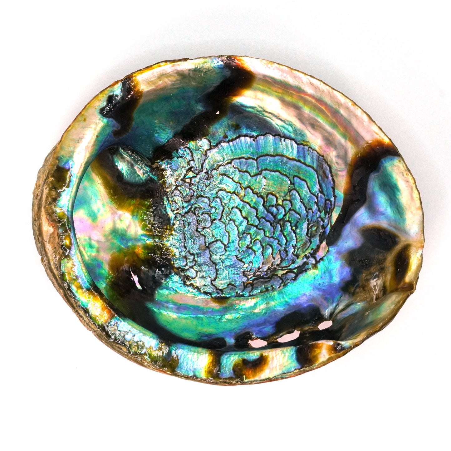 Concha de Abulon Natural