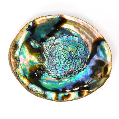 Concha de Abulon Natural