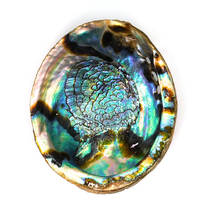 Concha de Abulon Natural