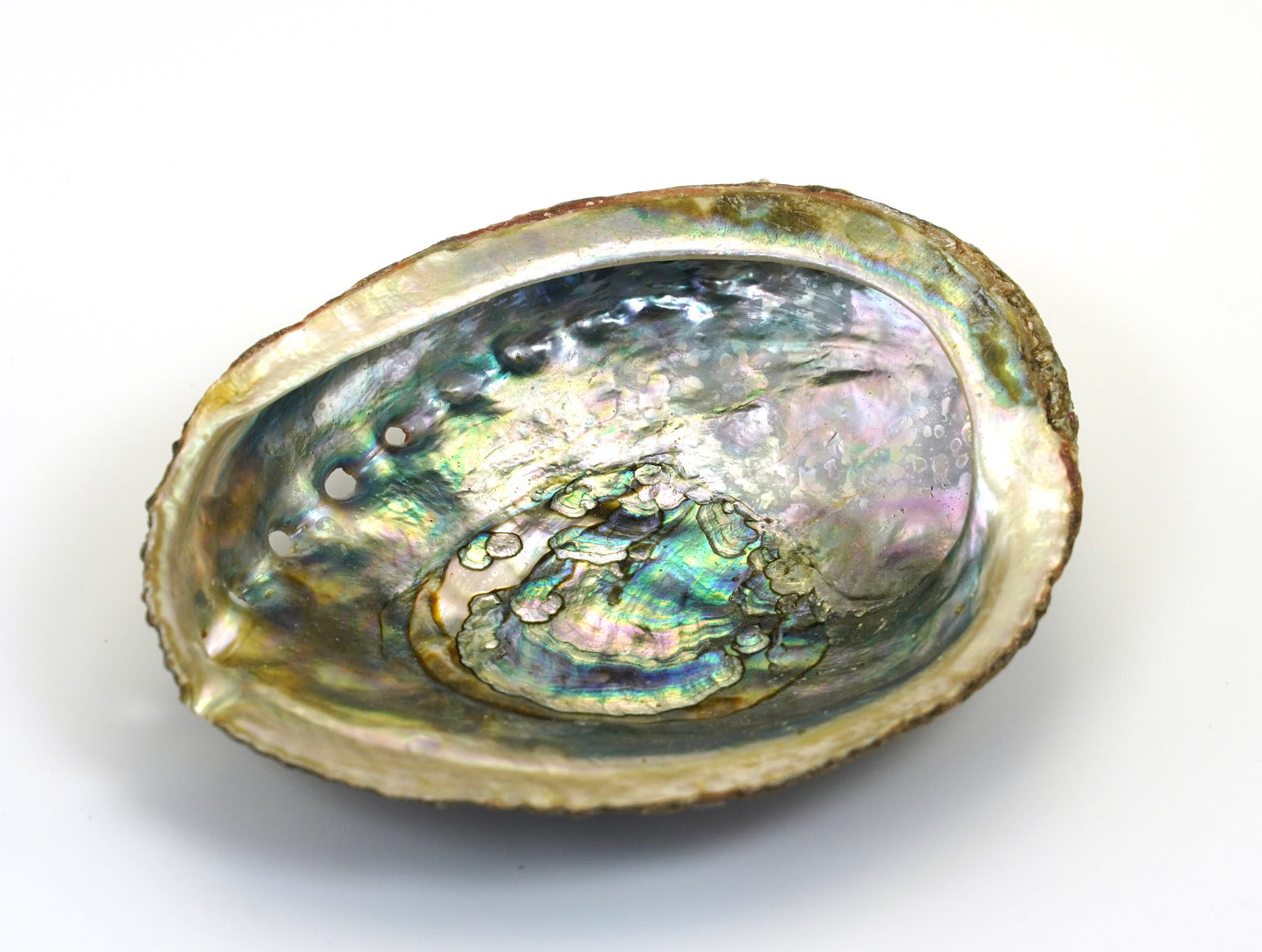 Concha de Abulon Natural