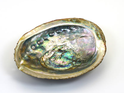 Concha de Abulon Natural